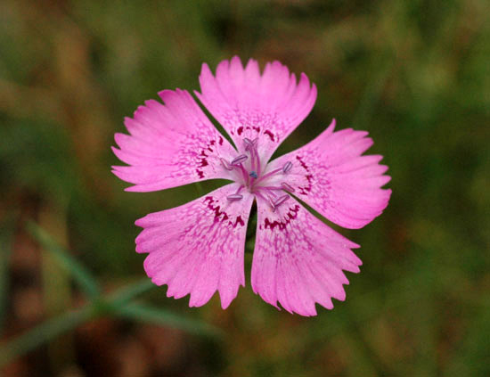 dianthusseguieri_1.jpg